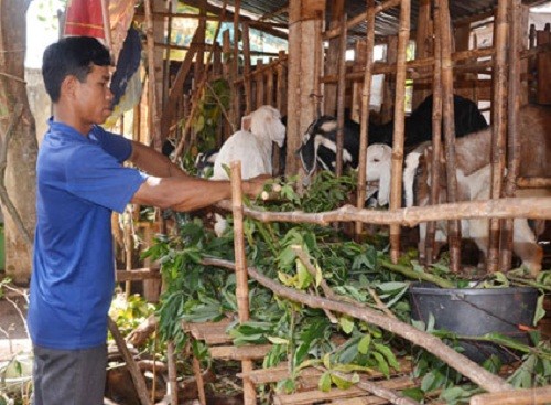 Bà Rịa - Vũng Tàu: Hỗ trợ hộ nghèo, hộ cận nghèo vay vốn phát triển sản xuất