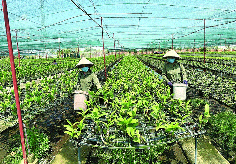 TPHCM hỗ trợ 30% kinh phí thực hiện các dự án nông nghiệp và giáo dục