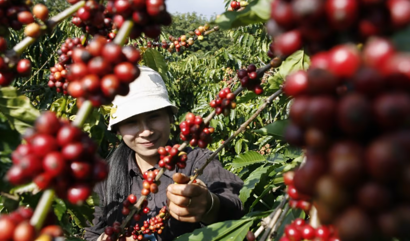 Người trồng cafe Việt Nam loay hoay chuyển hướng