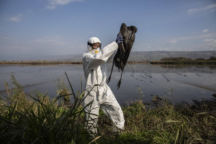 Bùng phát dịch cúm gia cầm H5N1 trên toàn cầu