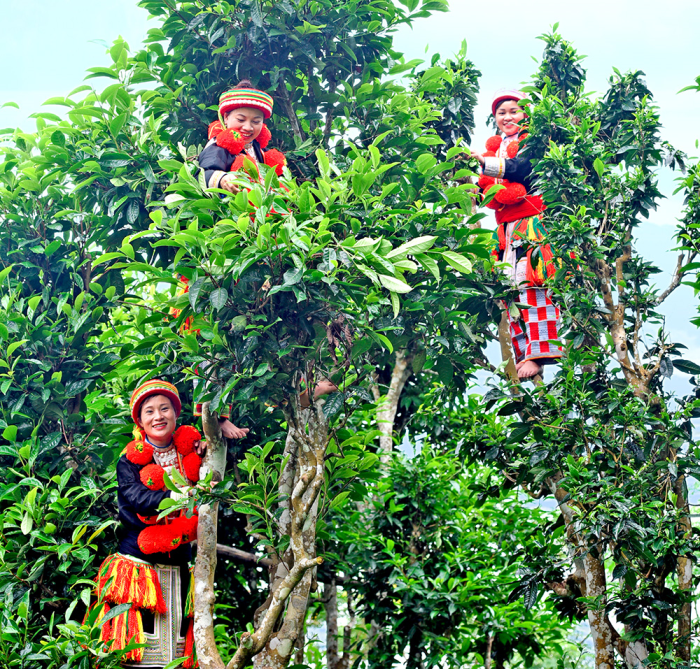 Lịch sử Trà Việt Nam