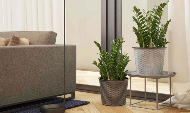 Cây kim tiền có ý nghĩa như thế nào trong phong thủy? hợp với tuổi nào nhất?