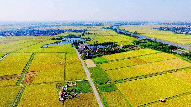 Đất LUC là gì? 3 bước chuyển đổi đất LUC lên đất thổ cư