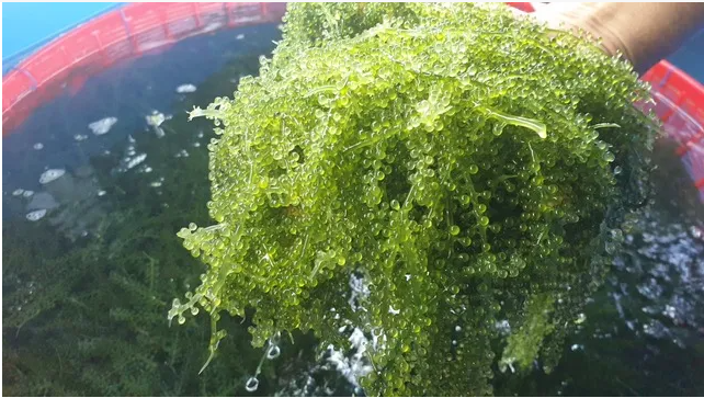 Chiếu xạ giúp rong nho tăng cường khả năng chống oxy hóa