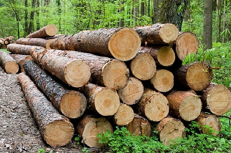 Giải pháp gỡ vướng trong quản lý, truy xuất nguồn gốc lâm sản