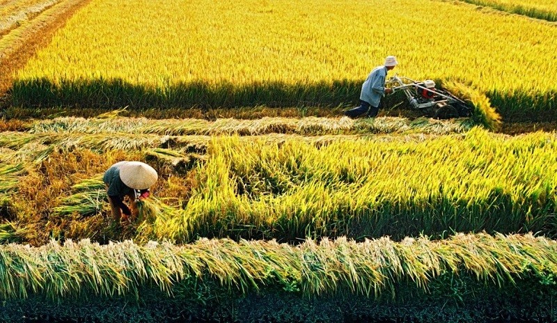 Quy định xử phạt khi tự ý chuyển mục đích sử dụng đất trồng lúa