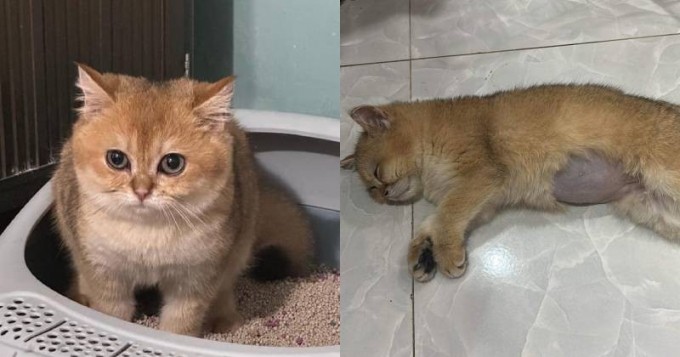 Trẻ con giẫm đạp mèo, cố ý giấu xác để che giấu, phụ huynh thẳng thừng: 'Con nít có biết gì đâu!'