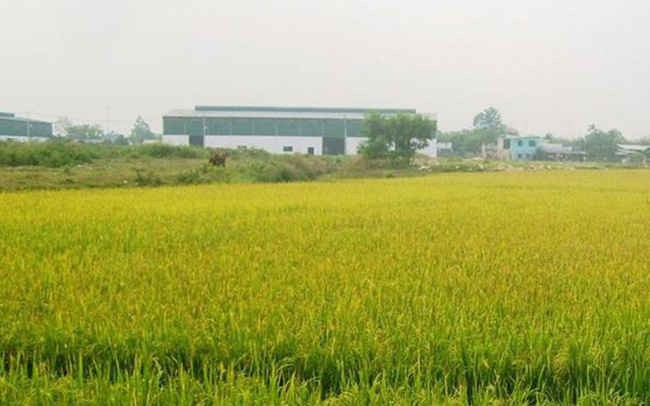 Có được trồng cây lâu năm trên đất nông nghiệp?
