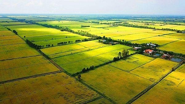 Quy định mới về sử dụng kinh phí hỗ trợ đất trồng lúa