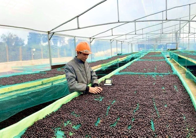 Xây dựng văn hoá cà phê cho phát triển bền vững
