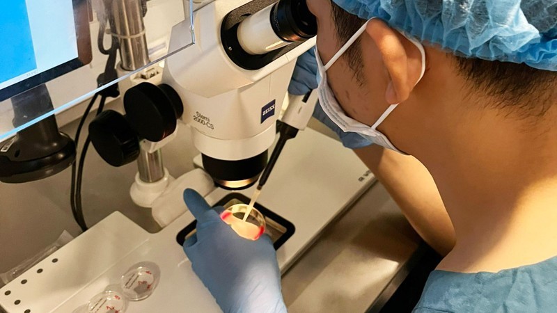 Bước tiến mới trong thụ tinh ống nghiệm: Làm IVF không cần kích buồng trứng