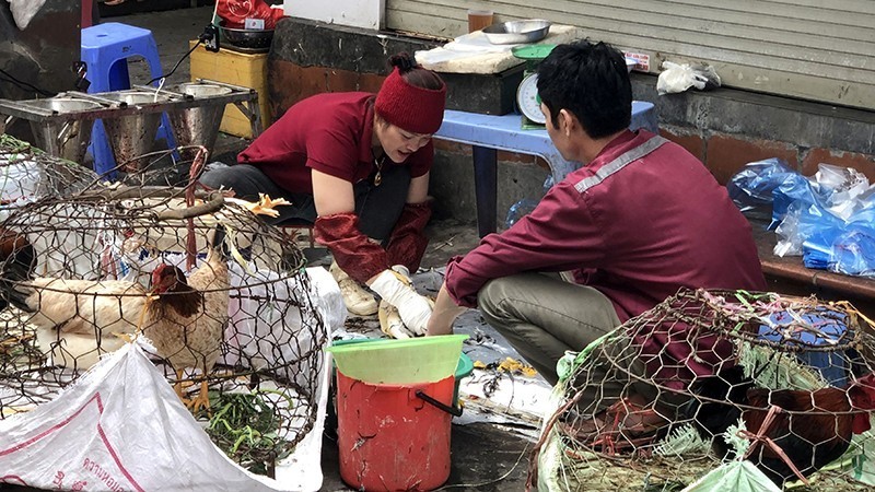 Kiểm soát chặt chẽ cơ sở giết mổ gia súc, gia cầm tự phát