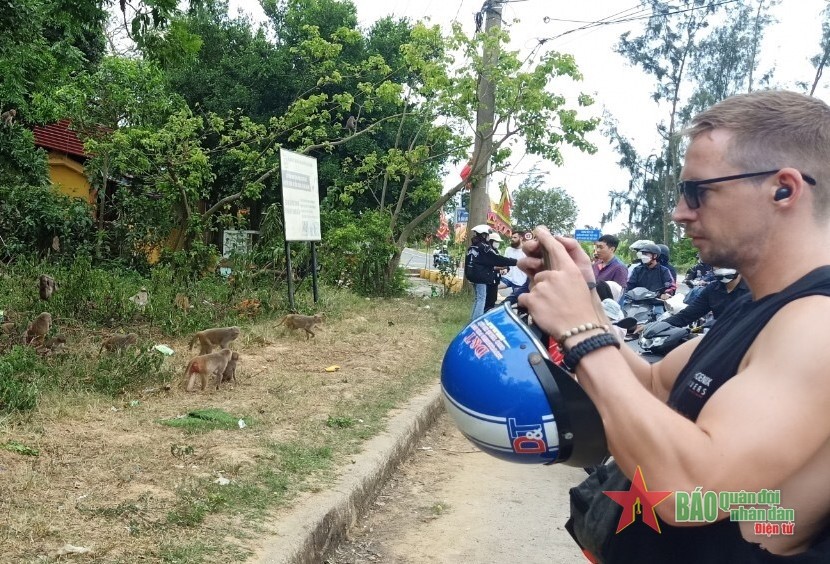 Chung tay bảo vệ đàn khỉ trên bán đảo Sơn Trà