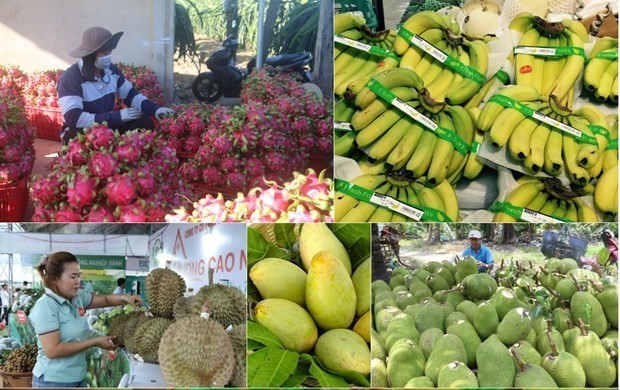 Cảnh báo về công tác quản lý vùng trồng và cơ sở đóng gói xuất khẩu