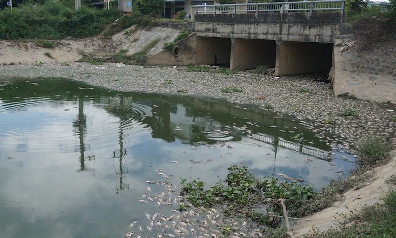 Đà Nẵng tiếp tục ghi nhận hàng tấn cá chết trắng tại khu vực hồ Hòa Phú