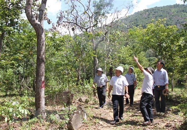 Khẩn trương điều tra vụ “đầu độc" cây rừng tự nhiên tại Ninh Thuận