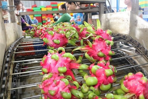 Tìm giải pháp lấy lại vị thế xuất khẩu cho thanh long Việt Nam