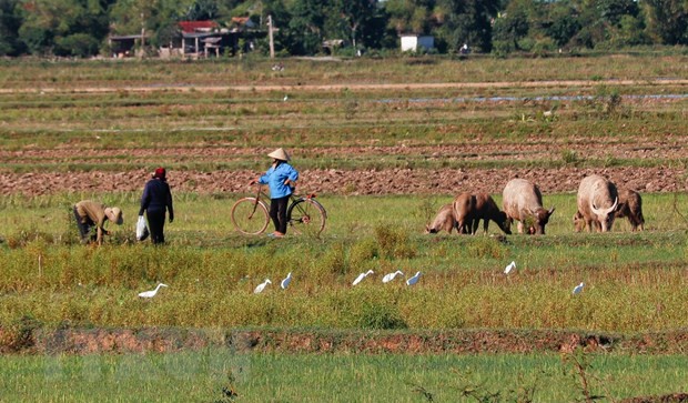 Quảng Bình: Người dân ngang nhiên đặt bẫy đánh bắt chim trời