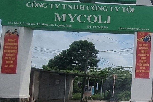 Quảng Ninh: Công ty TNHH Công ty Tôi vi phạm đất đai, xây dựng, Chủ tịch phường Hải Yên nói không có hồ sơ
