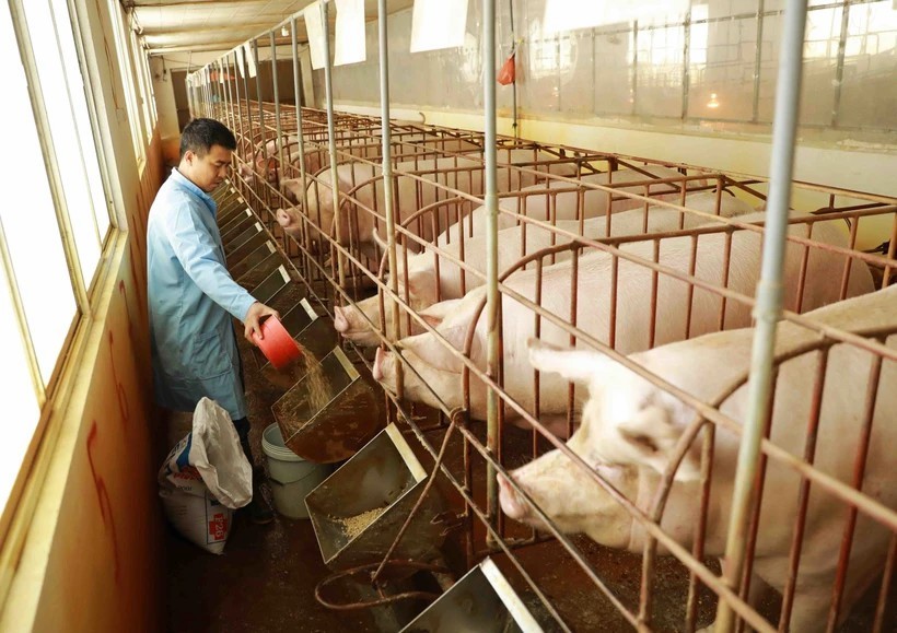 Phú Thọ: Xử phạt doanh nghiệp chăn nuôi gây ô nhiễm môi trường