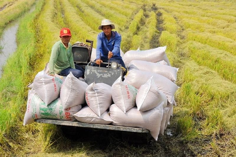 Thủ tướng chỉ đạo gỡ khó xuất khẩu lúa gạo