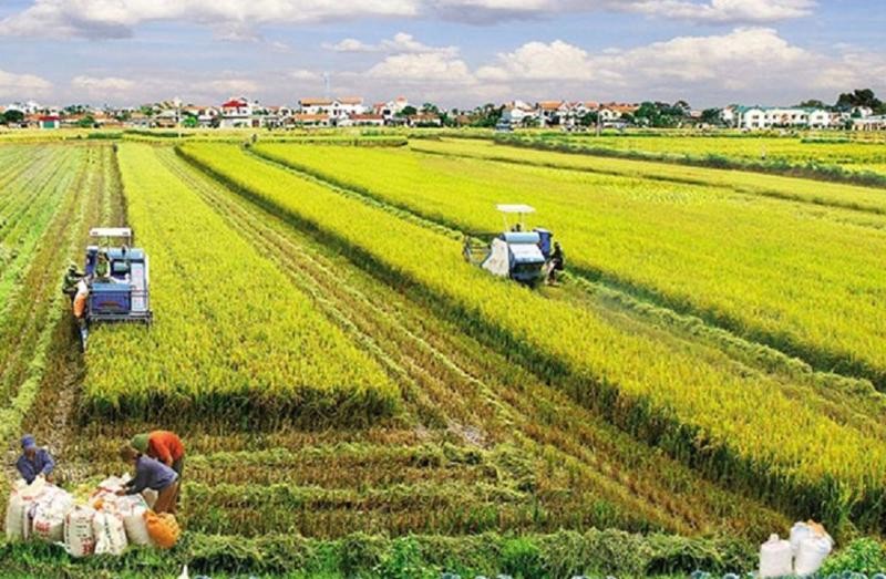Đề xuất phạt đến 400 triệu đồng khi sử dụng trái mục đích đất trồng lúa?