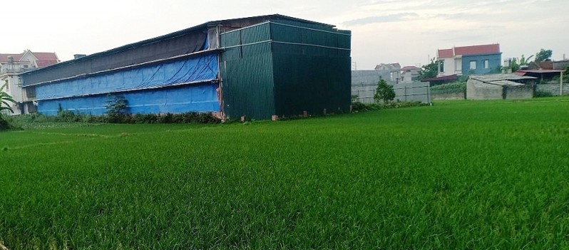 Sử dụng trái mục đích đất trồng lúa, đất rừng bị phạt bao nhiêu?