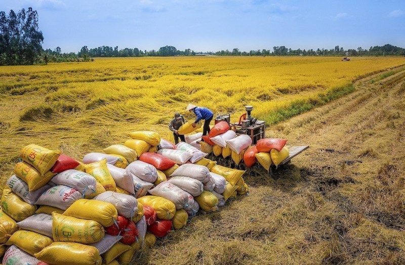 Áp giá sàn xuất khẩu gạo là không nên