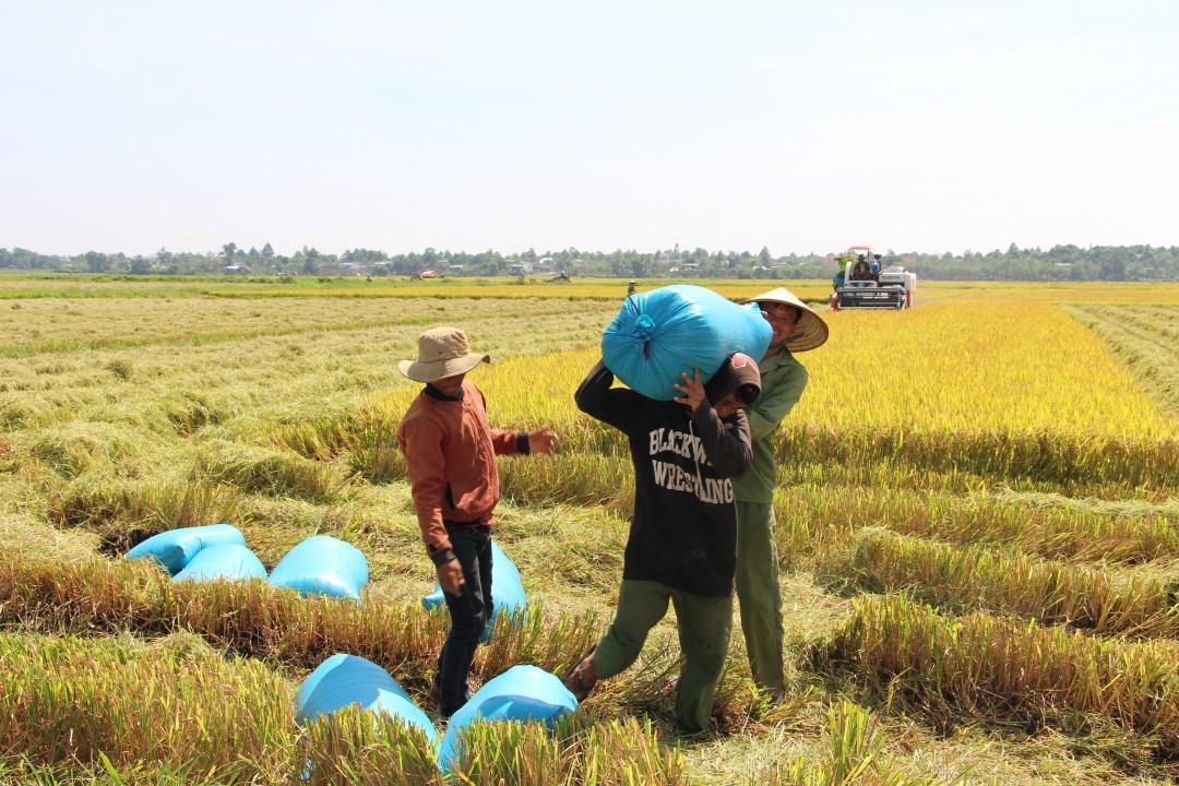Trồng lúa chưa cần bán thóc, nông dân ở ĐBSCL vẫn sẽ được trả gần 1.000 tỷ đồng