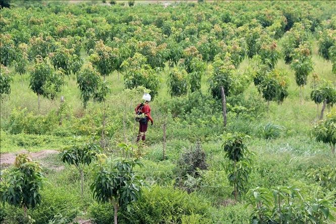 Cách tính thuế thu nhập cá nhân khi bán đất mà có cây trồng trên đất
