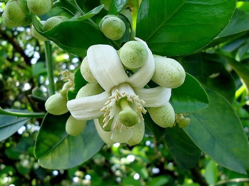 Hương sắc tháng 3 Hà Nội