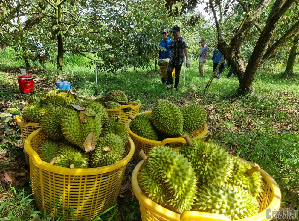 Thông điệp mạnh từ vụ án sầu riêng